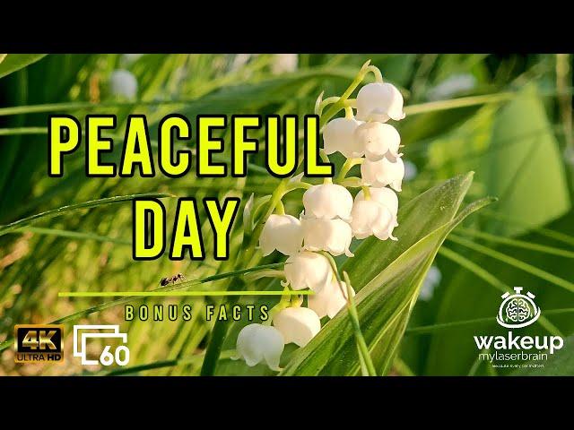 Lilies of the Valley with Cuckoo and Distant Traffic Sound | Relax | 10 Hours | Bonus Facts