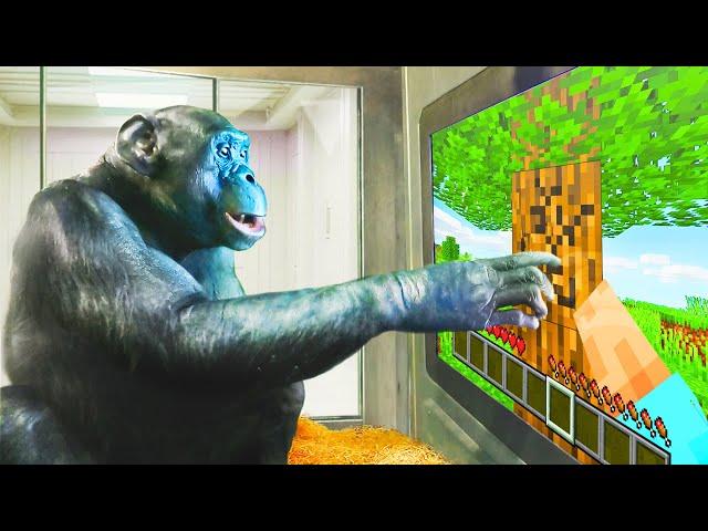 I Taught an Ape How to Play Minecraft