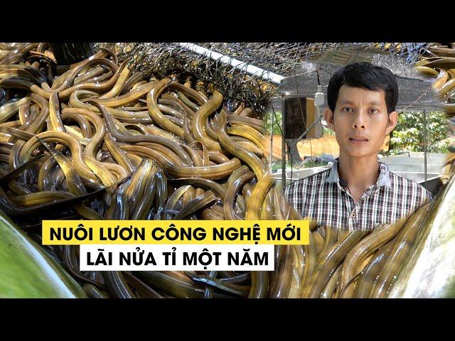 Nuôi lươn công nghệ mới, lãi trên 500 triệu đồng/năm