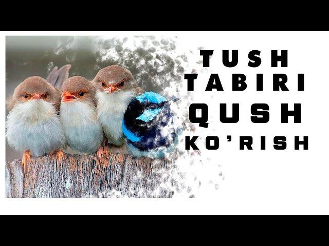 Tushda Qush Ko'rish Tabiri