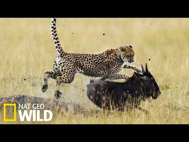 Guépard qui chasse - Nat Geo Wild