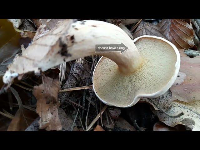 6 edible Suillus (Boletes) species of the weekend