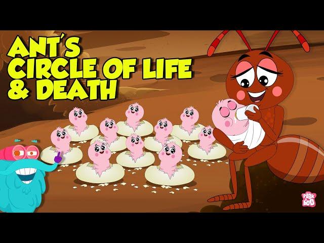 What is an Ant Mill? | The Life and Death Cycle of An Ant | Learn all About Ants | Dr. Binocs Show