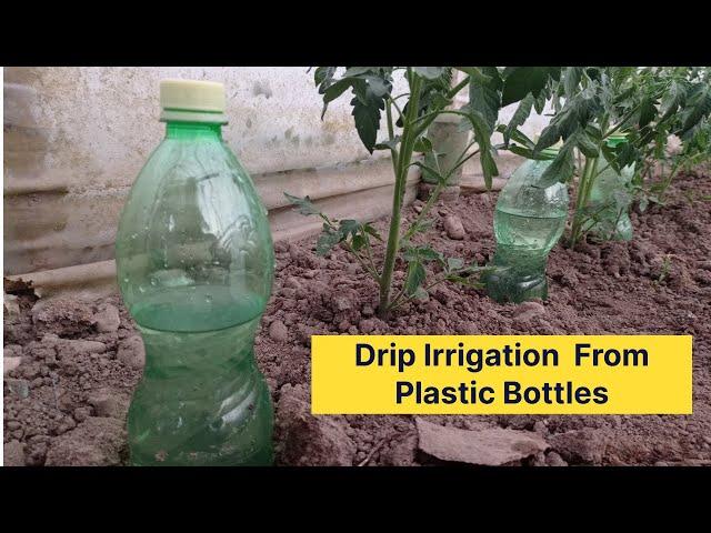 How To Make Drip Irrigation From Plastic Bottles