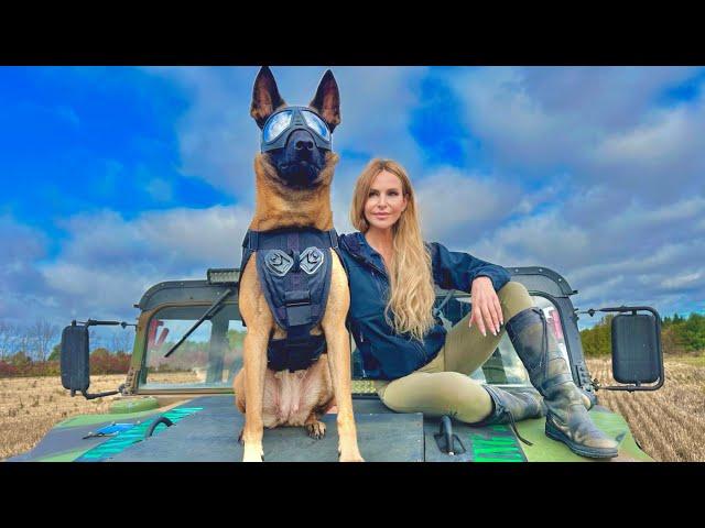 THE BELGIAN MALINOIS -  MEET ULTIMATE SUPER SOLDIER DOG - 'SCARLETT'