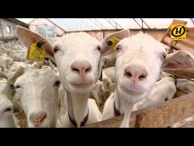 Племенная козья ферма в Беларуси. Как разводят коз, ухаживают за ними и что делают из молока?