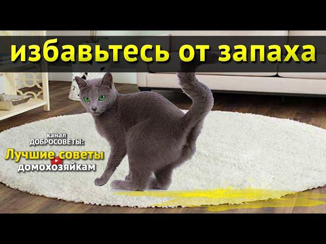 Супер метод от запаха кошачьей мочи. Нет кошачьей вони