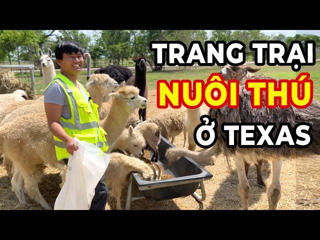 Trang trại nuôi thú của Vương ở Texas - Fast Boy Farm - Vuong101