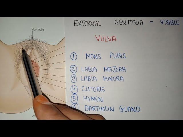 Female Reproductive system | female external Genitalia | vulva structure