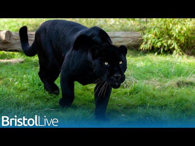 'Panther' caught on camera near Bristol