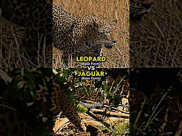 Leopard vs Jaguar