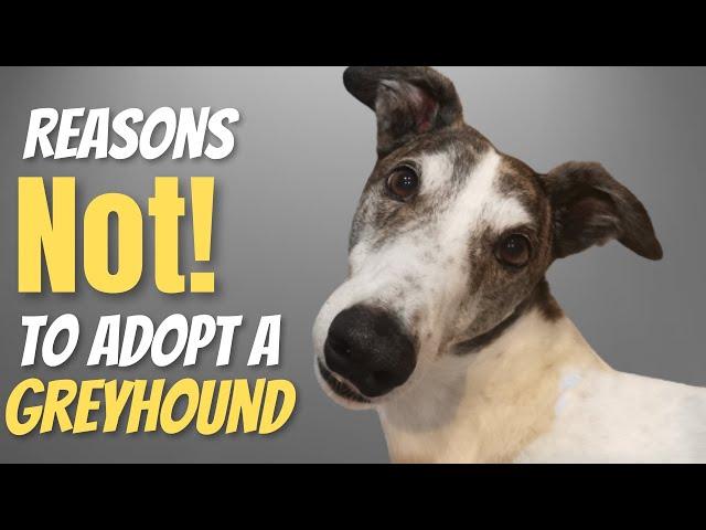 Reason Not to Adopt a Greyhound