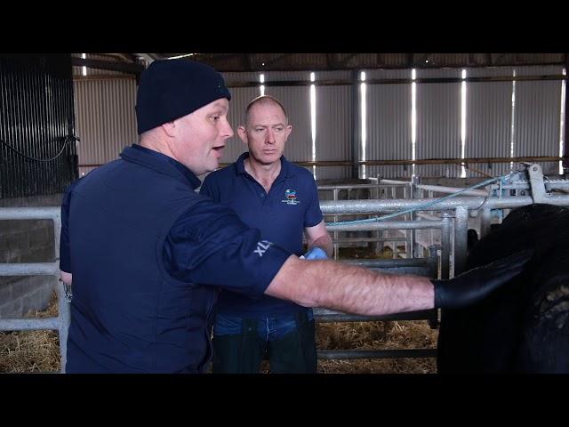 One Health (Part 5) - Antimicrobial Resistance (AMR): Correct handling of antibiotics on the farm