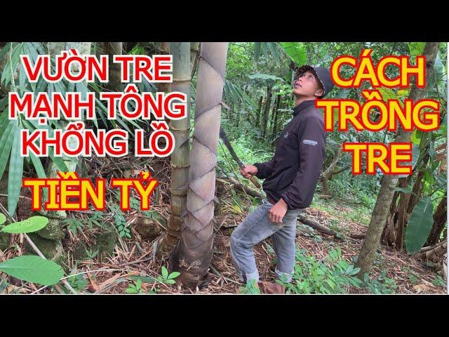 Vườn Giống Tre Mạnh Tông | Tre Khổng Lồ Thái Lan | Tre Tứ Quý | Cách Trồng Tre | Măng Tre |Chiết Tre