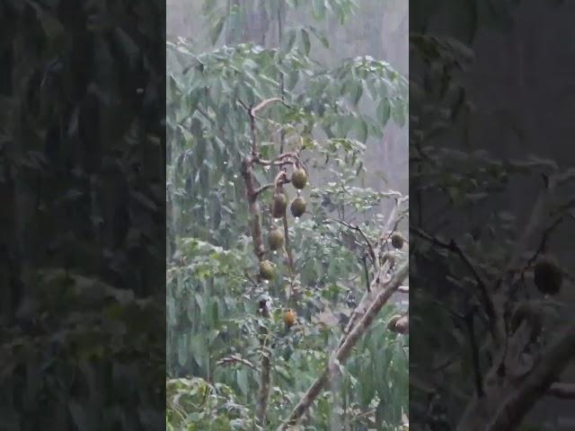 Heavy Rain️June Plum #shorts #asmr #satisfying #ambarella #fruit #viral #food #farming #fyp