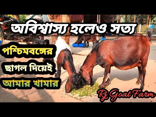 Goat farming / Goat farm/goat farm/ Goat farming in west bengal/Nadia