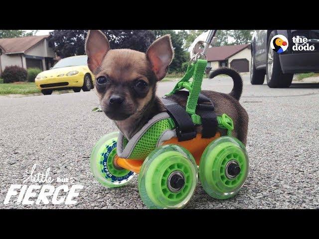 Tiniest Puppy Loves To Race Around On His Wheels | The Dodo Little But Fierce