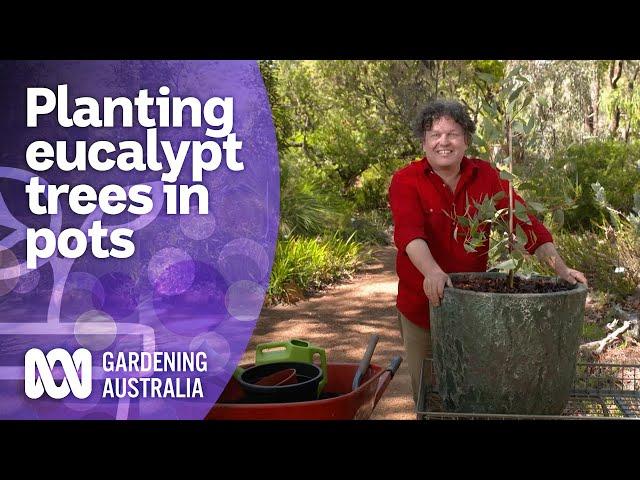 How to plant a eucalypt tree in a pot | Australian native plants | Gardening Australia