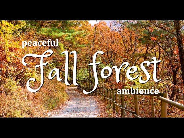 Relaxing Autumn/Fall Forest Ambience - Calming wind, Rustling Leaves, Distant Birds, Peaceful Trees