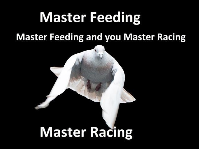 Master Feeding and you Master Racing Pigeons!