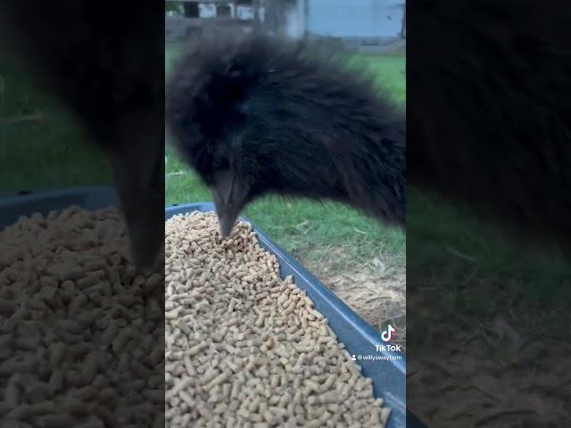 Emu chow time#emu#farming