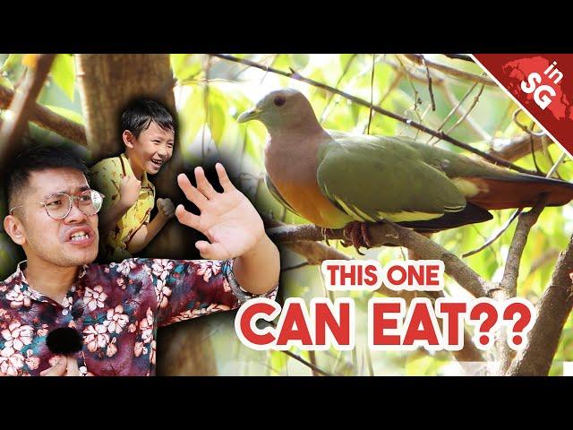 Pigeon Ice Cream?! | Pink-Necked Green Pigeon