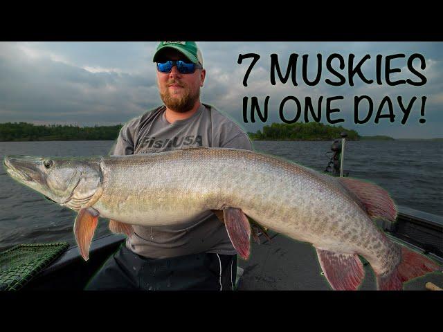 7 MUSKIES IN ONE DAY! (Violent feeding frenzy)