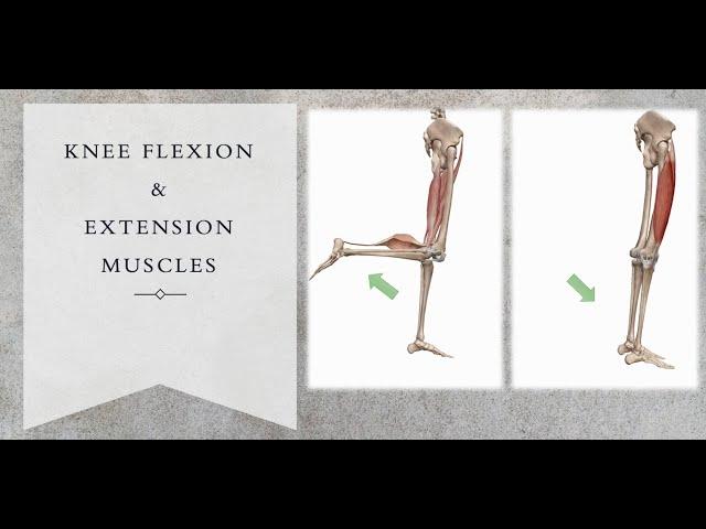 Knee Flexor & Extensor Muscles 3D motion (Quadriceps & Hamstrings Muscles)