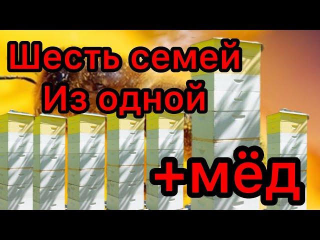 ИЗ ОДНОЙ СЕМЬИ ДЕЛАЕМ ШЕСТЬ , быстрое развитие