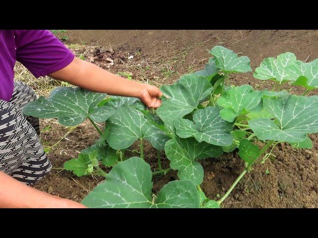 BUNGA DAN DAUN INI ENAK UNTUK DI MASAK