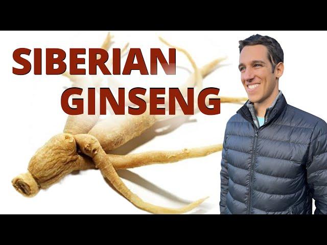 Benefits of Siberian Ginseng aka Eleuthero for Focus, Performance & More