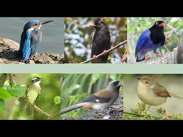 常見鳥類和聲音2
