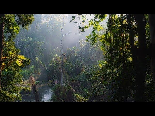 Nature Sounds of Asia Jungle - Exotic Birds, Rain Drops - Pure Rainforest Relaxing Ambient Sounds