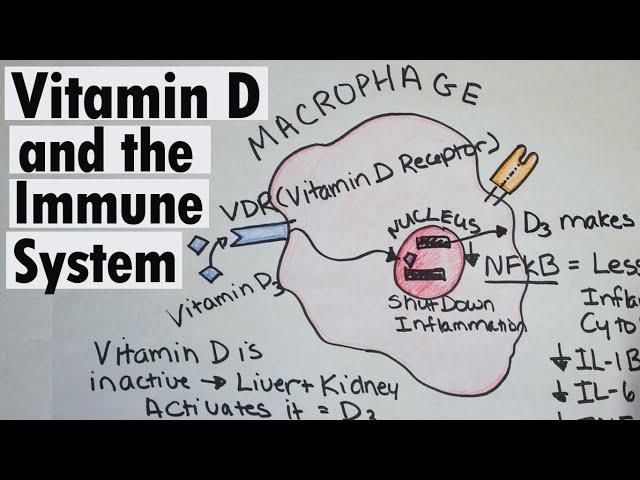 Vitamin D and the Immune system