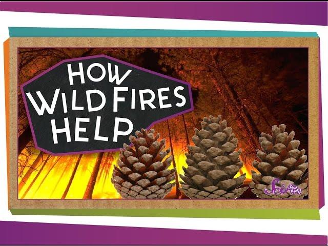 How Wildfires Help! | Science for Kids