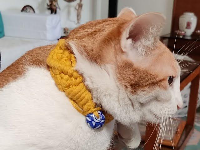 How to make a Pet Collar with Macrame - DIY Tutorial with Wowzie