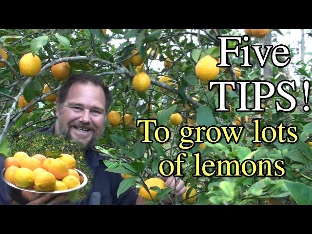 5 Tips How to Grow a Ton of Lemons on One Tree