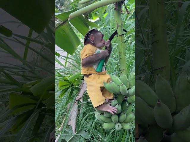 cutis drove banana harvest #cutis #babymonkeycutis #shortsvideo