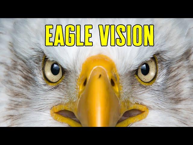 Eagle Vision - How Good is an Eagle's Eyes?