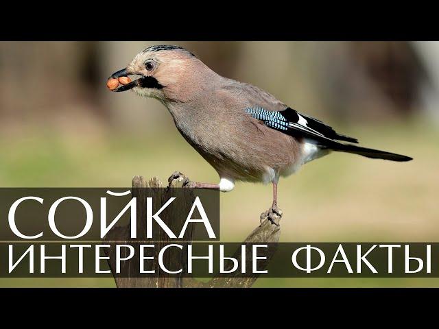 Сойка -- интересные факты