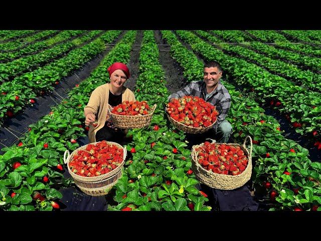 From The Field To The Jar! Making Homemade Strawberry Jam