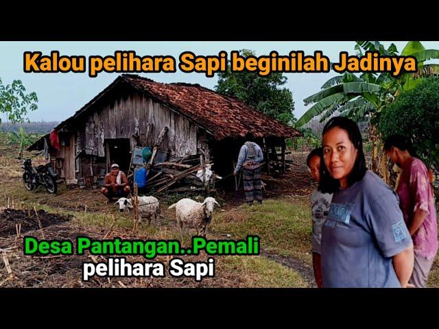 Desa Pantangan dan Pemali Pelihara Sapi sejak dulu,mitos unik terpencil pedalaman hutan Bojonegoro.