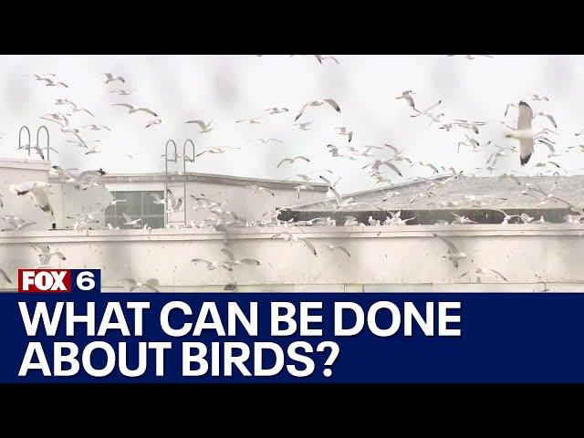 Milwaukee bird problem, animal control professional explains | FOX6 News Milwaukee