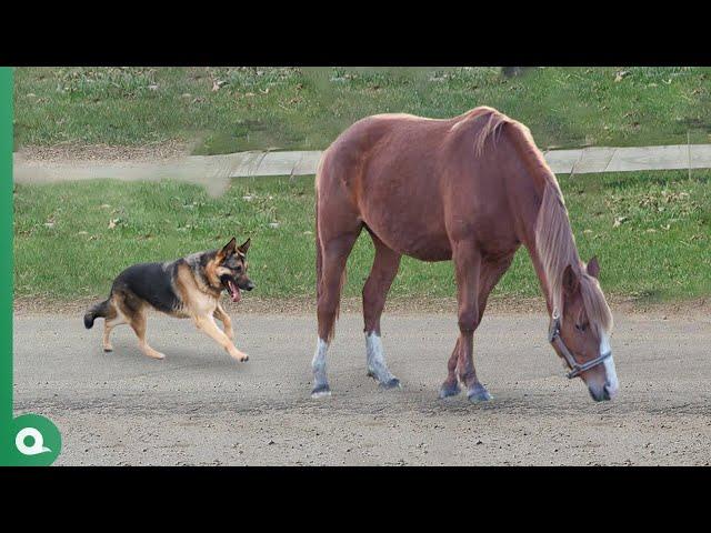 Dog Attacks Horse and Quickly Pays the Price