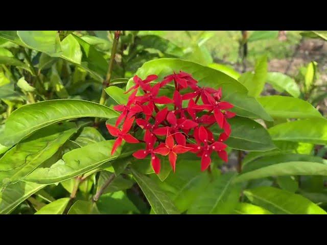 Jurong Lake Gardens | Chinese Garden, Singapore