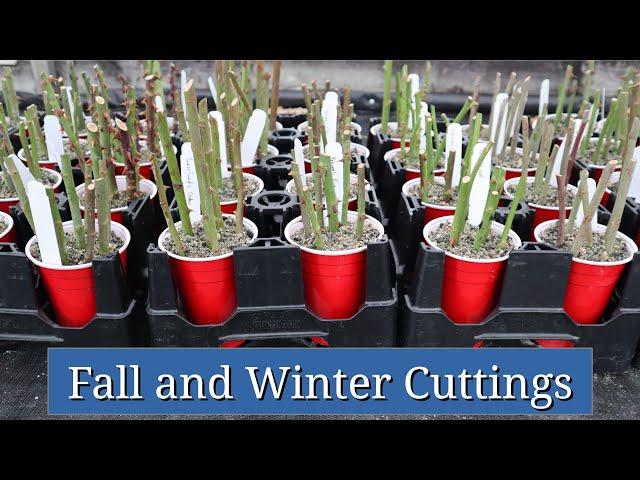 Fall and Winter Cuttings: Cool Season Plant Propagation