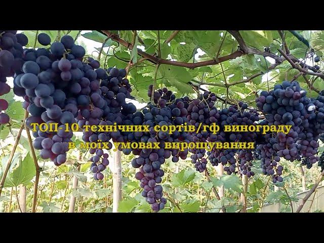 Виноград на Волині. ТОП-10 ТЕХНІЧНИХ сортів винограду в моїх умовах вирощування