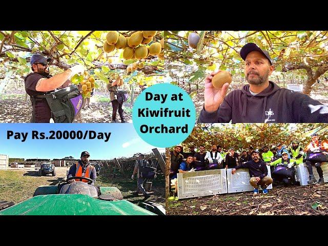 How Kiwifruit is Picked in New Zealand || ਕਿਵੇ ਟੁੱਟਦਾ ਨਿਉਜੀਲੈਂਡ ਦਾ ਕੀਵੀ ਫਰੂਟ || Pay Rs.20,000/Day ??
