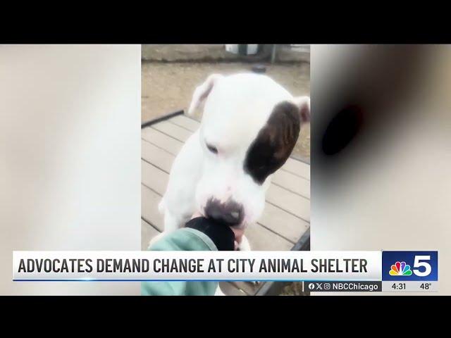 After 3,600+ animals euthanized last year, activists DEMAND CHANGE at Chicago animal shelter