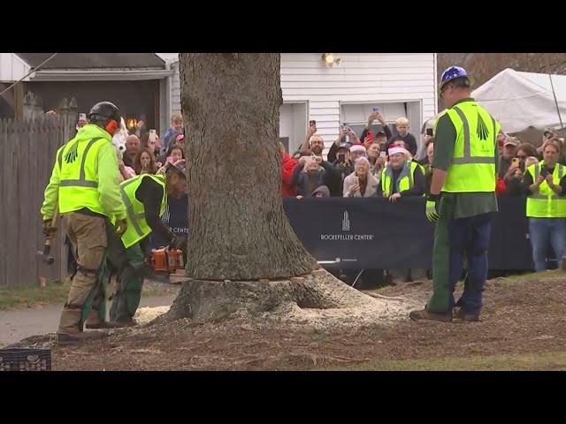 New York’s Rockefeller Center Christmas tree cut down in Massachusetts